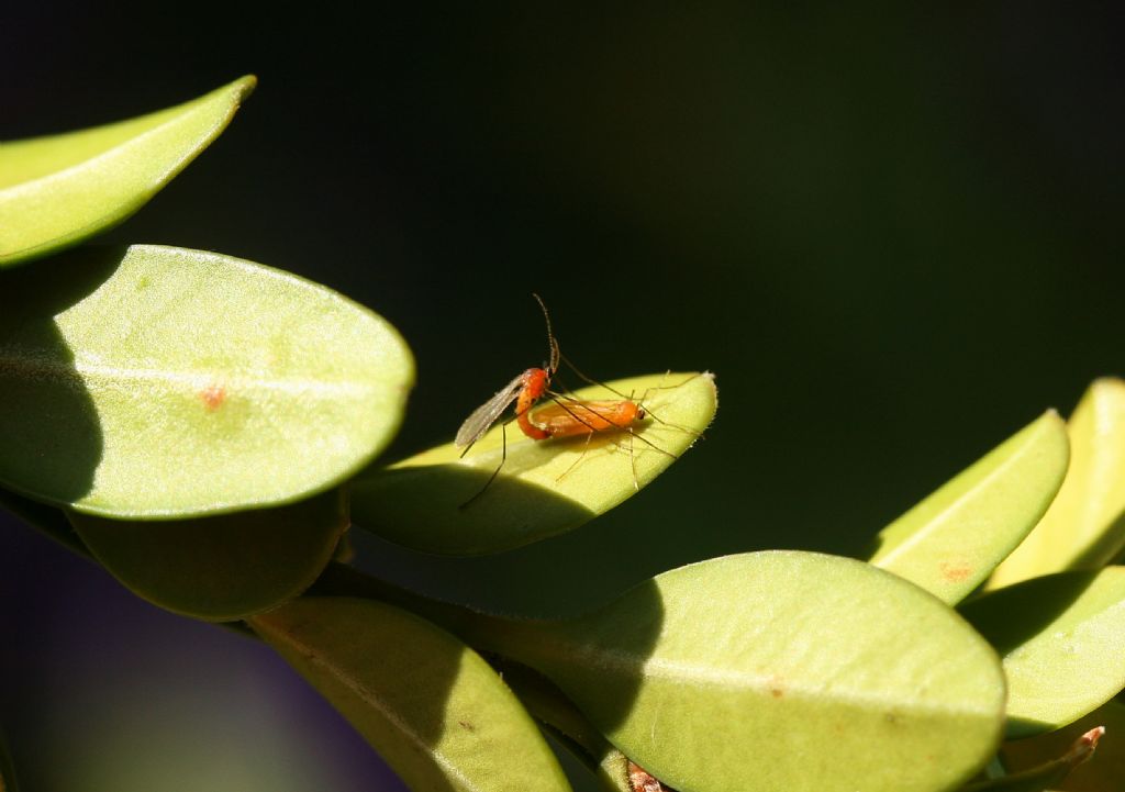 Moscerino su bosso: fam. Cecidomyiidae (cf.)